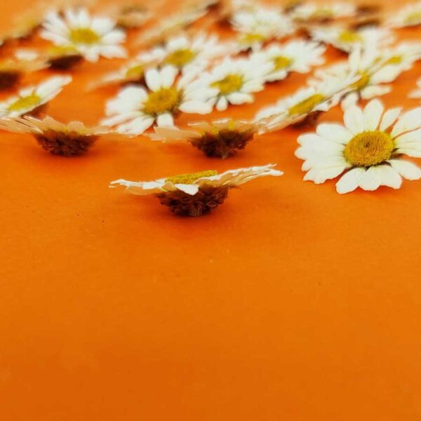 گل خشک بابونه خارجی