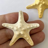 ماکت رزینی ستاره دریایی